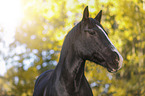 Black horse in autumn