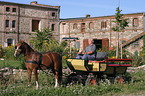 German Riding Pony with carriage