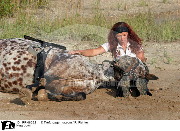 Pferd legt sich auf Kommando / lying down / RR-08222