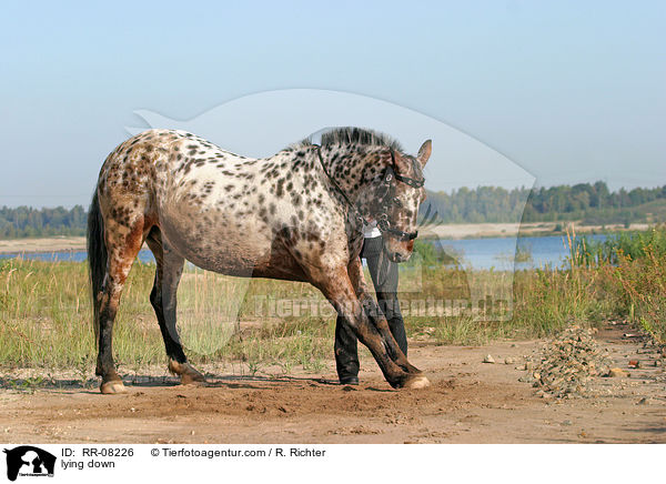 Pferd legt sich auf Kommando / lying down / RR-08226