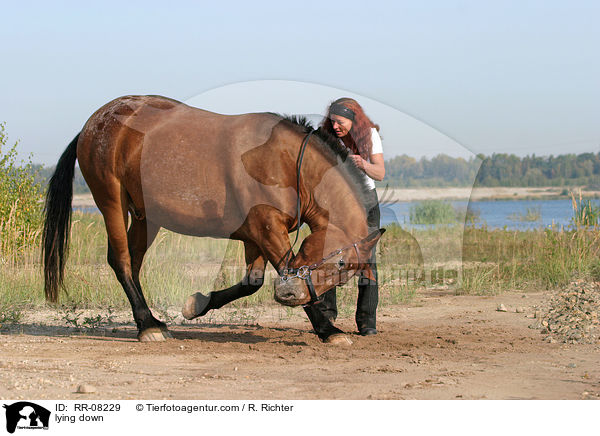 Pferd legt sich auf Kommando / lying down / RR-08229