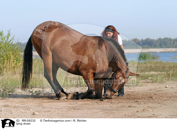 Pferd legt sich auf Kommando / lying down / RR-08232