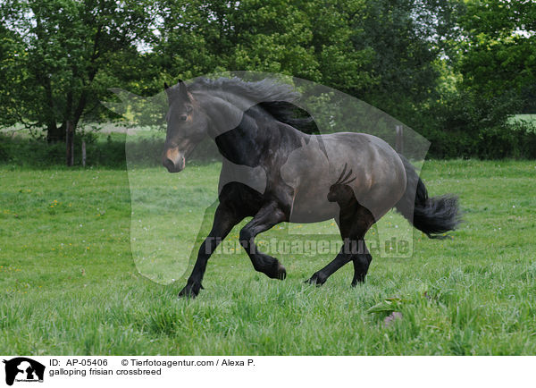 galloping frisian crossbreed / AP-05406