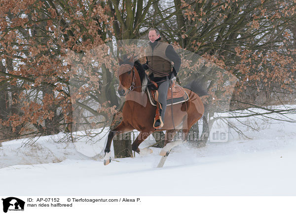 Mann reitet Araber-Pinto / man rides halfbreed / AP-07152