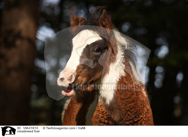 crossbreed foal / VM-01610