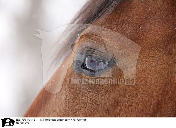 Pferdeauge / horse eye / RR-49116