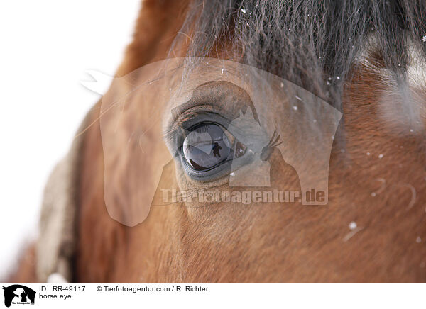 Pferdeauge / horse eye / RR-49117