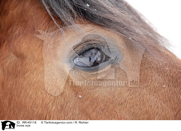Pferdeauge / horse eye / RR-49118