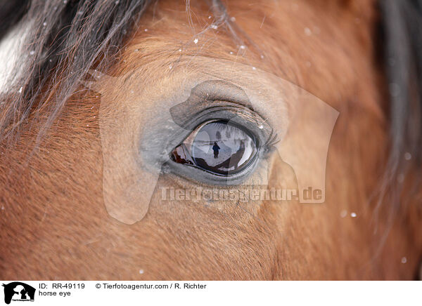 Pferdeauge / horse eye / RR-49119