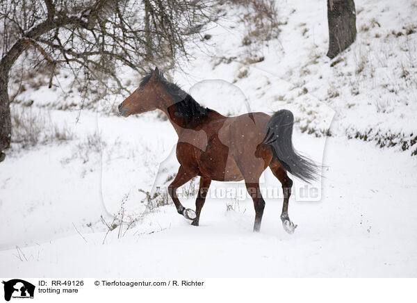 laufende Stute / trotting mare / RR-49126