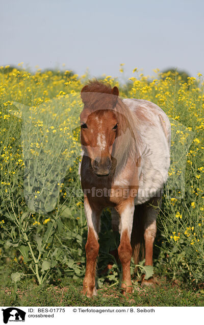 Shetty-Welsh-Mix / crossbreed / BES-01775