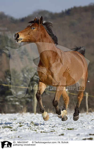 galoppierender Oldenburger-Araber-Mix / galloping crossbreed / NN-03047