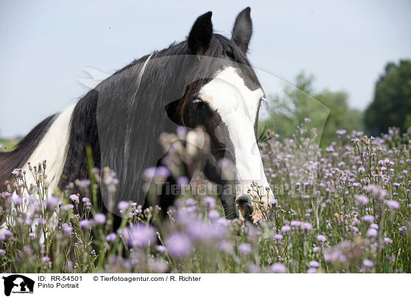 Pinto Portrait / Pinto Portrait / RR-54501