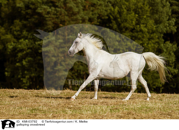 galoppierender Arabo-Mix / galloping crossbreed / KMI-03792