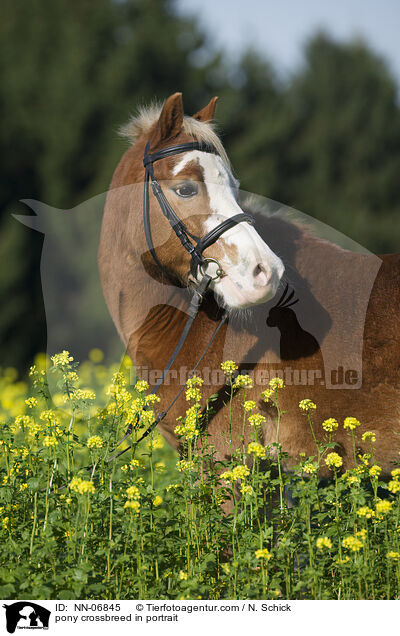 Welsh-Mix im Portrait / pony crossbreed in portrait / NN-06845