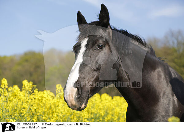 Pferd im Rapsfeld / horse in field of rape / RR-59997