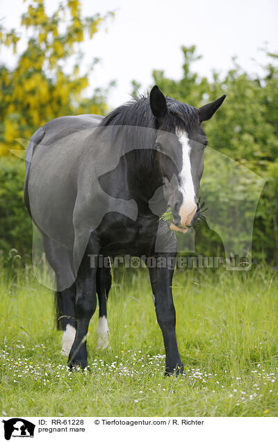 trchtige Stute / pregnant mare / RR-61228