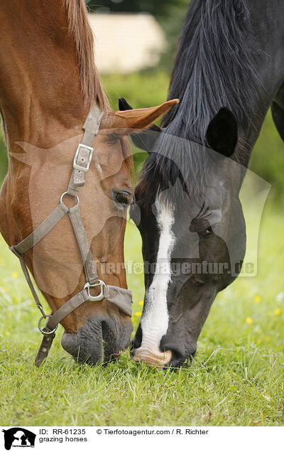 grazing horses / RR-61235