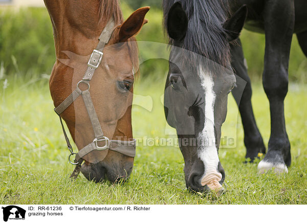 grazing horses / RR-61236