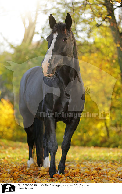 Schweres-Warmblut-Friese-Kreuzung / black horse / RR-63656