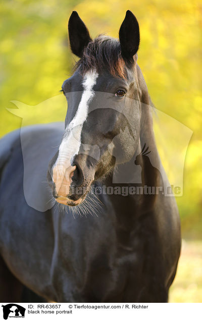 Schweres-Warmblut-Friese-Kreuzung Portrait / black horse portrait / RR-63657