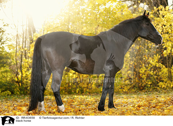 Schweres-Warmblut-Friese-Kreuzung / black horse / RR-63658