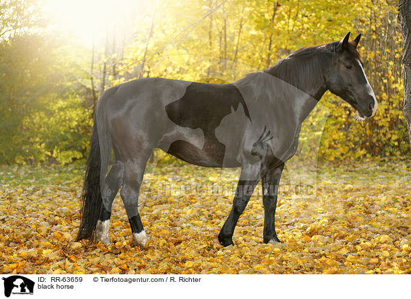 Schweres-Warmblut-Friese-Kreuzung / black horse / RR-63659