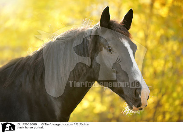 Schweres-Warmblut-Friese-Kreuzung Portrait / black horse portrait / RR-63660