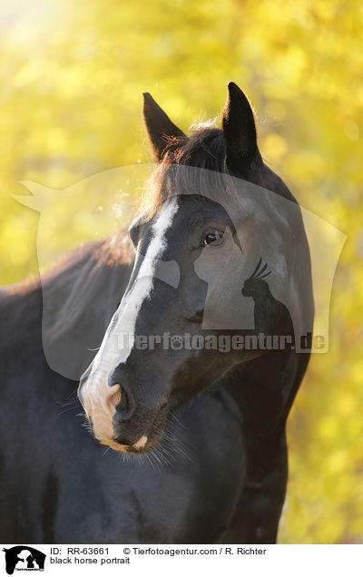 Schweres-Warmblut-Friese-Kreuzung Portrait / black horse portrait / RR-63661