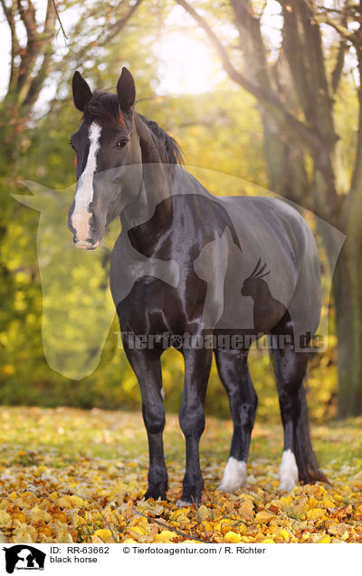 Schweres-Warmblut-Friese-Kreuzung / black horse / RR-63662