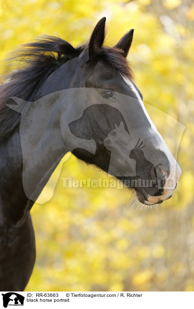 Schweres-Warmblut-Friese-Kreuzung Portrait / black horse portrait / RR-63663