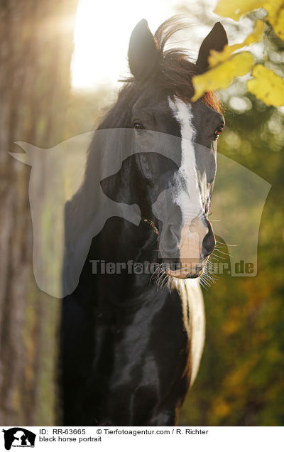 Schweres-Warmblut-Friese-Kreuzung Portrait / black horse portrait / RR-63665