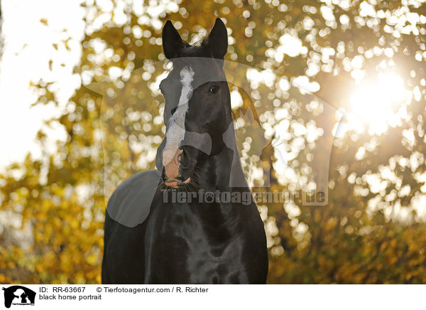 Schweres-Warmblut-Friese-Kreuzung Portrait / black horse portrait / RR-63667