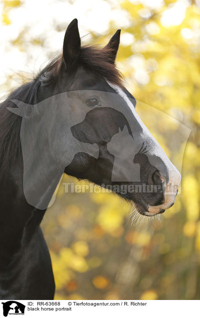 Schweres-Warmblut-Friese-Kreuzung Portrait / black horse portrait / RR-63668