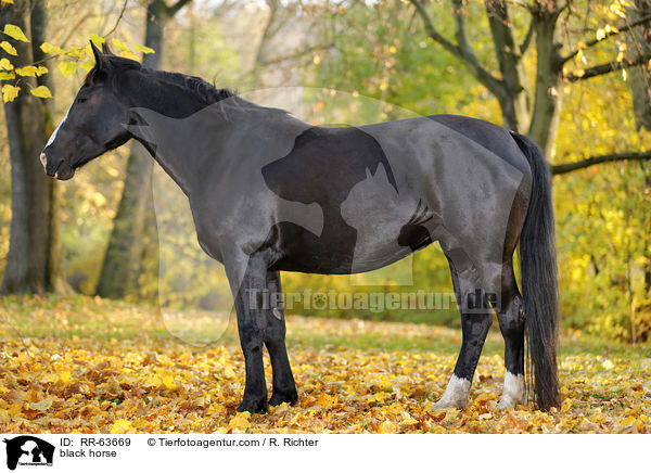 Schweres-Warmblut-Friese-Kreuzung / black horse / RR-63669