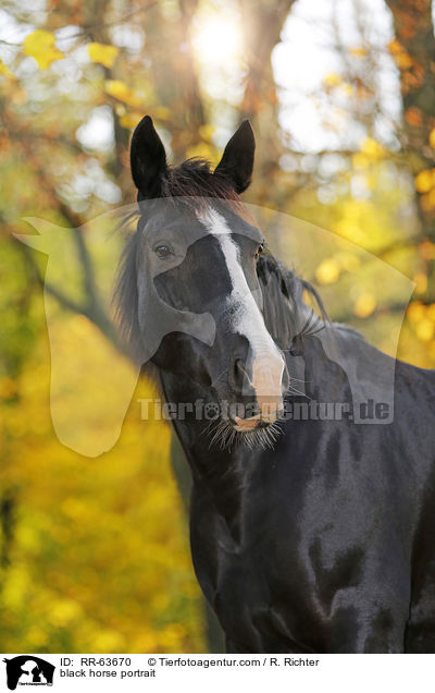 Schweres-Warmblut-Friese-Kreuzung Portrait / black horse portrait / RR-63670