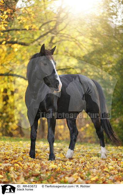Schweres-Warmblut-Friese-Kreuzung / black horse / RR-63672