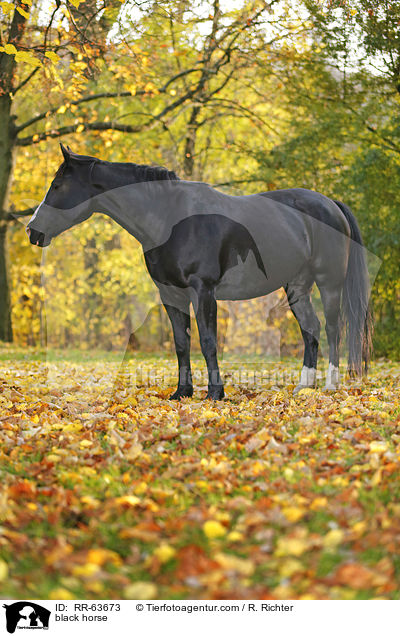 Schweres-Warmblut-Friese-Kreuzung / black horse / RR-63673