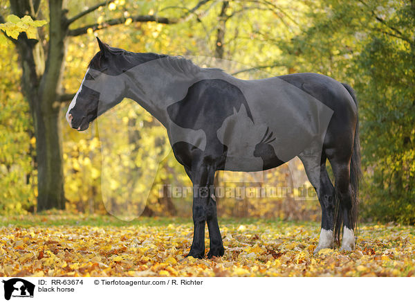 Schweres-Warmblut-Friese-Kreuzung / black horse / RR-63674