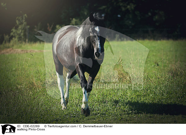 laufender Pinto-Mix / walking Pinto-Cross / CDE-02289