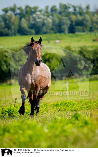 trabender Ardenner-Mix / trotting Ardennes-Cross / MW-03267