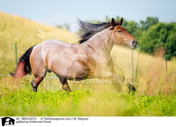 galoppierender Ardenner-Mix / galloping Ardennes-Cross / MW-03272