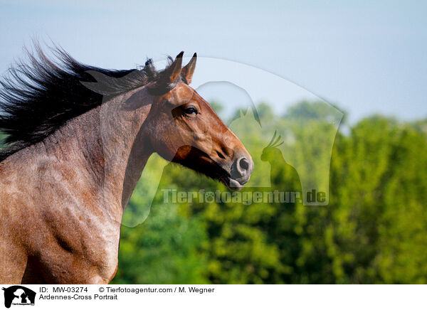 Ardenner-Mix Portrait / Ardennes-Cross Portrait / MW-03274