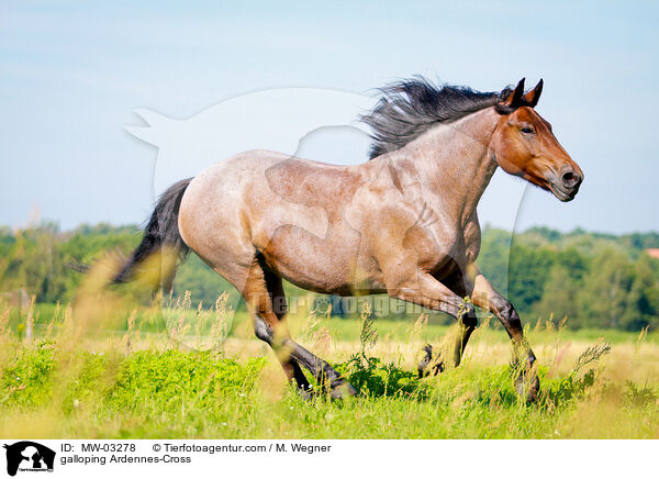 galoppierender Ardenner-Mix / galloping Ardennes-Cross / MW-03278