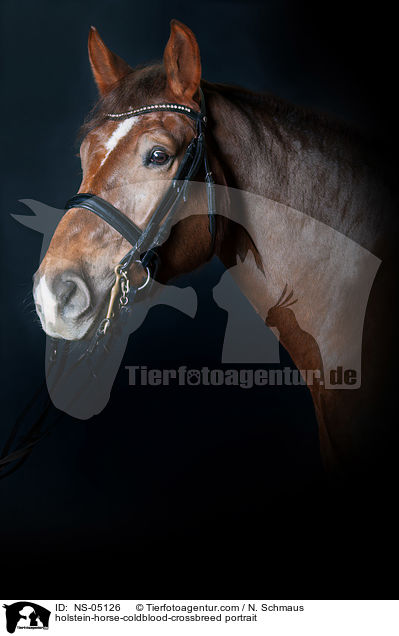 Holsteiner-Kaltblut-Mix Portrait / holstein-horse-coldblood-crossbreed portrait / NS-05126