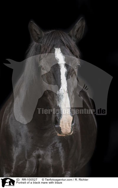 Portrait einer Rappstute mit Blesse / Portrait of a black mare with blaze / RR-100527