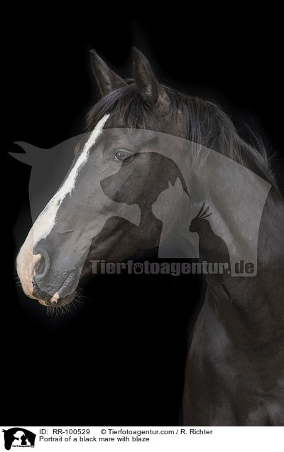 Portrait einer Rappstute mit Blesse / Portrait of a black mare with blaze / RR-100529
