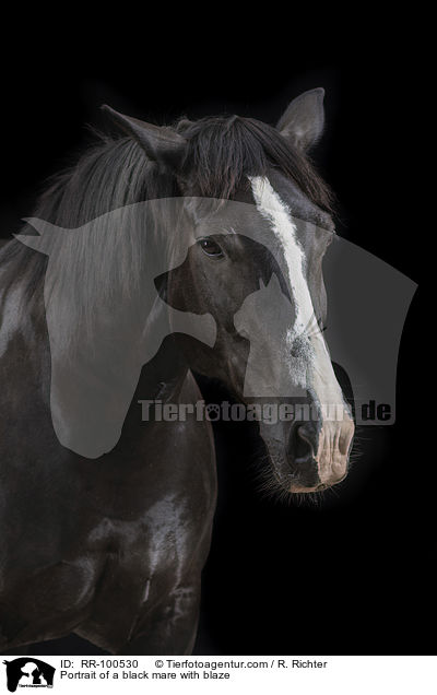 Portrait einer Rappstute mit Blesse / Portrait of a black mare with blaze / RR-100530