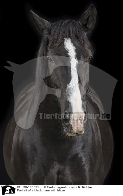 Portrait einer Rappstute mit Blesse / Portrait of a black mare with blaze / RR-100531