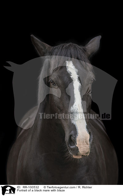Portrait einer Rappstute mit Blesse / Portrait of a black mare with blaze / RR-100532
